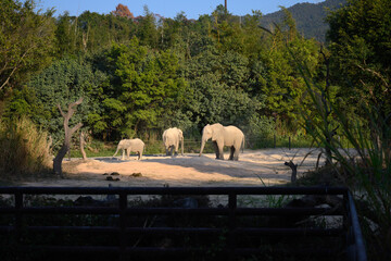 The herd of elephants in the forest