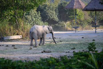 An elephant in the forest
