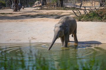 The elephant plays by the water's edge