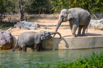 Two elephants are playing at the zoo.