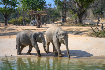 Two baby elephants were playing by the water.