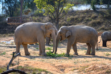 Two elephants at the zoo