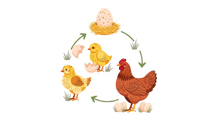 Chicken life cycle stages egg, chick, hen, and growth stages illustration