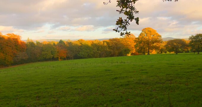 Vibrant orange and yellow autumn trees bordering a lush green field. Serene countryside of Alderley Edge in Cheshire during the fall season.