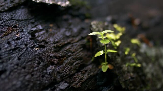 Rack focus macro pan across tree bark to a tiny sprout in woodland. Shallow depth and cinematic bokeh reveal new growth and organic texture
