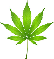 awesome medical green cannabis leaf jpg vector