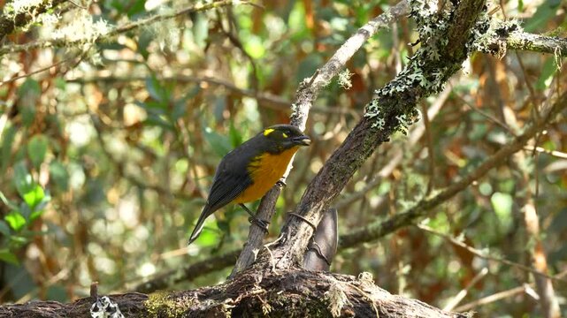 Image of a Lacrimose Mountain Tanager Anisognathus lacrymosus feeding on branches surrounded by lush vegetation in Colombia showing Andean bird behavior and natural forest habitat.
