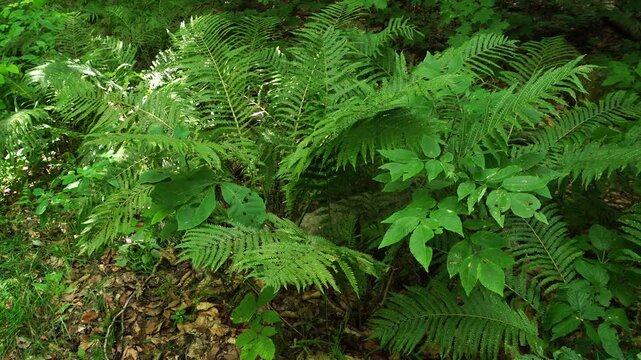 Green ferns and other green plants swaying frantically in the wind, with a few rays of light on the left.