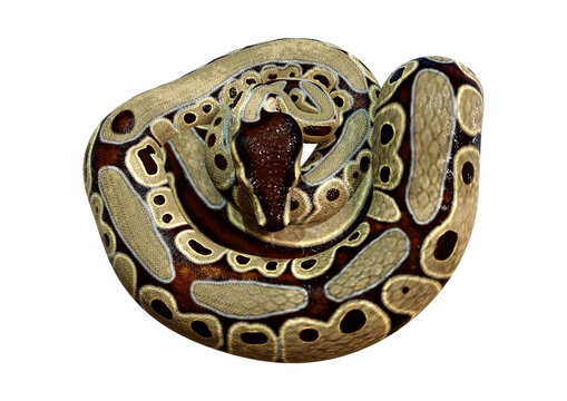 3D Rendering Ball Python on White