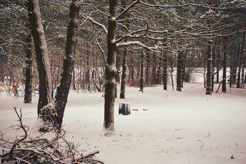 park,drzewa,zima  © Marcin Łazarczyk