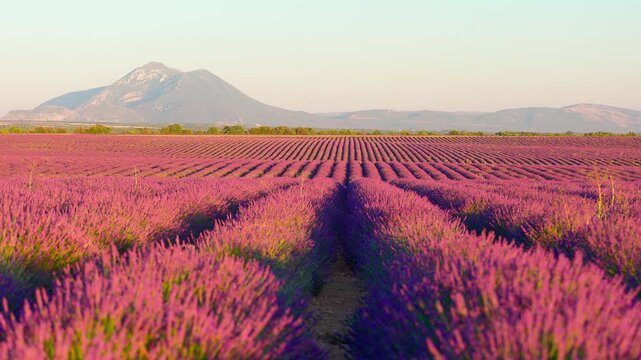 Across the lavender fields at Puimoisson, Alpes-de-Haute-Provence, France