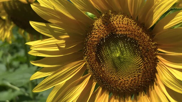Close-up footage of a vibrant sunflower displaying its bright yellow petals and intricate seed pattern under the sun. The natural light highlights the texture and details of the flower