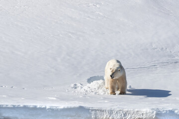 Adult male polar bear, ursus martimus, emerges from a snowy bed in the pristine snow at the edge of Kongsfjorden, Svalbard, a Norwegian archipelago between mainland Norway and the North Pole
