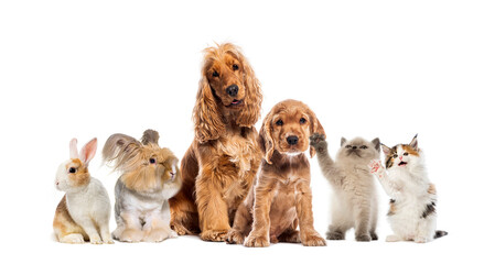 Fototapeta premium Group of pets puppy kitten rabbits cocker spaniels
