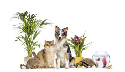 Group of pets and animals standing together