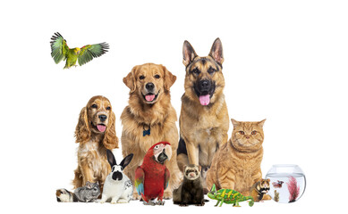 Group of various pets and domestic animals standing together