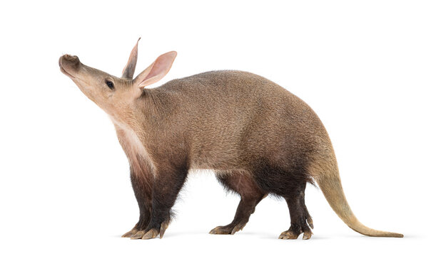Side view of an aardvark smelling the air, isolated on white
