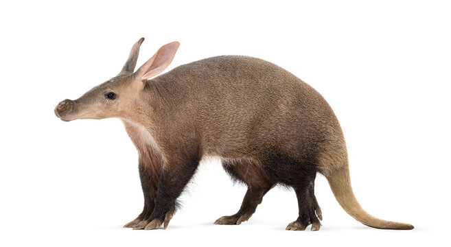 Aardvark, orycteropus afer, standing on white background