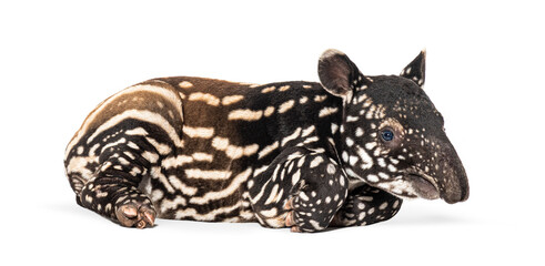 Obraz premium Young malayan tapir lying down on white background