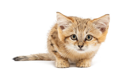 Obraz premium Sand cat kitten lying on white background