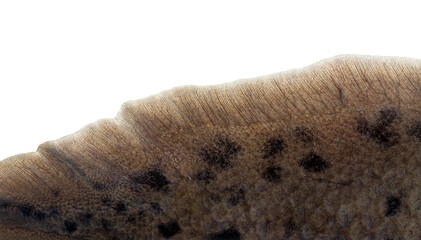 African lungfish scale surface detail showing unique patterns