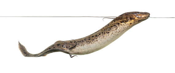 African lungfish breathing air at water surface