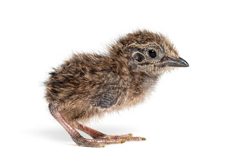 Fototapeta premium Barred buttonquail chick standing isolated white background
