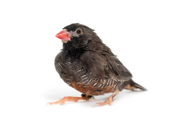 Obraz premium Black faced quailfinch standing on a plain white background