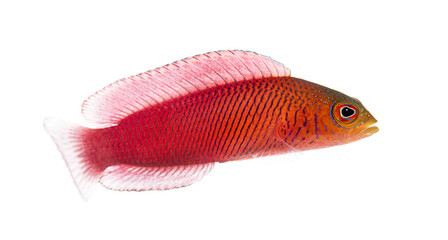 Male cypho purpurascens, oblique lined dottyback, lavender dottyback swimming on white background © Eric Isselée