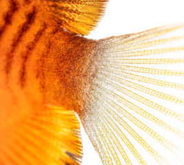 Juvenile centropyge shepardi showing its orange tail fin © Eric Isselée