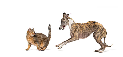 Whippet dog chasing tabby cat on white background