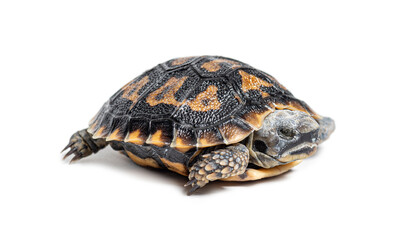 Baby pancake tortoise malacochersus tornieri on white background