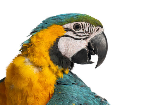 Eight month old blue and yellow macaw, ara ararauna, posing on white background