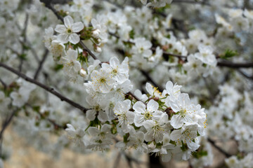 Obraz premium Close-up of delicate white spring blossoms blooming on tree branches. Soft natural light and shallow depth of field create a gentle floral background with fresh green tones. Perfect for spring, nature