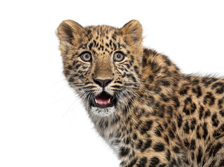 Fototapeta premium Amur leopard cub looking surprised on white background