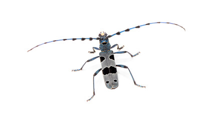 Alpine longhorn beetle rosalia alpina insect on white background