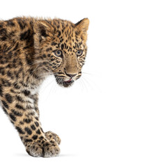 Fototapeta premium Amur leopard cub walking on white background