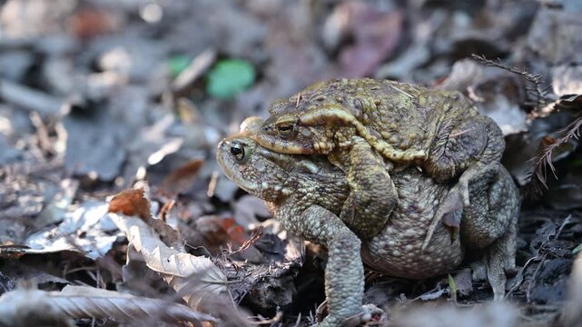 Autumn in the Woods: A Close Observation of Common Toads (Bufo bufo) Engaged in Mating Behavior Among Decaying Leaves and Moist Forest Floor Conditions
