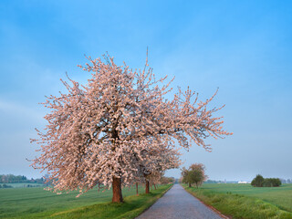 Country Lane with Cobblestones through Green Fields in Spring with Cherry Tree in Bloom
