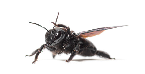 Violet carpenter bee xylocopa violacea cleaning its antenna on white background