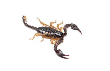 European yellow tailed scorpion euscorpius flavicaudis walking