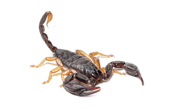 European yellow tailed scorpion euscorpius flavicaudis arachnid on white