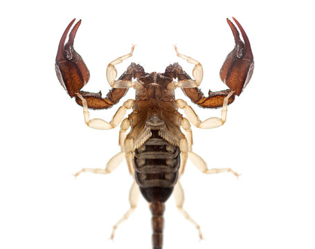 European yellow tailed scorpion underside displaying abdominal segment