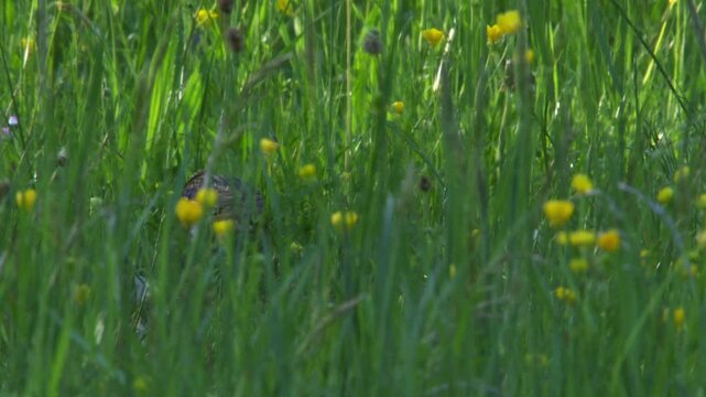 starling eating cockchafer in tall grass