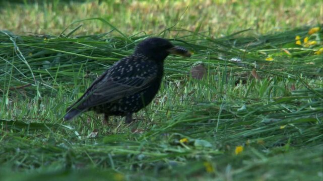 starling with cockchafer prey on mown meadow