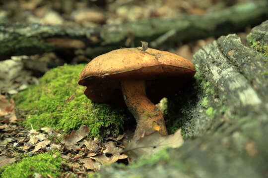 Paxillus involutus mushroom growing beside mossy log in forest