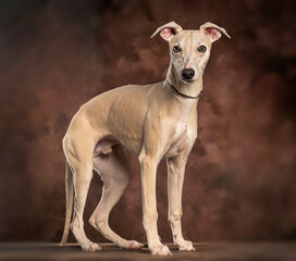 Obraz premium Whippet dog standing in studio looking at camera