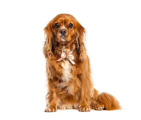 Cavalier king charles spaniel dog sitting isolated on white