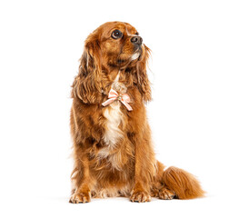 Cavalier king charles spaniel dog wearing bow sitting looking up