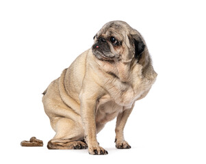 Old Pug dog pooping on white background feeling guilty